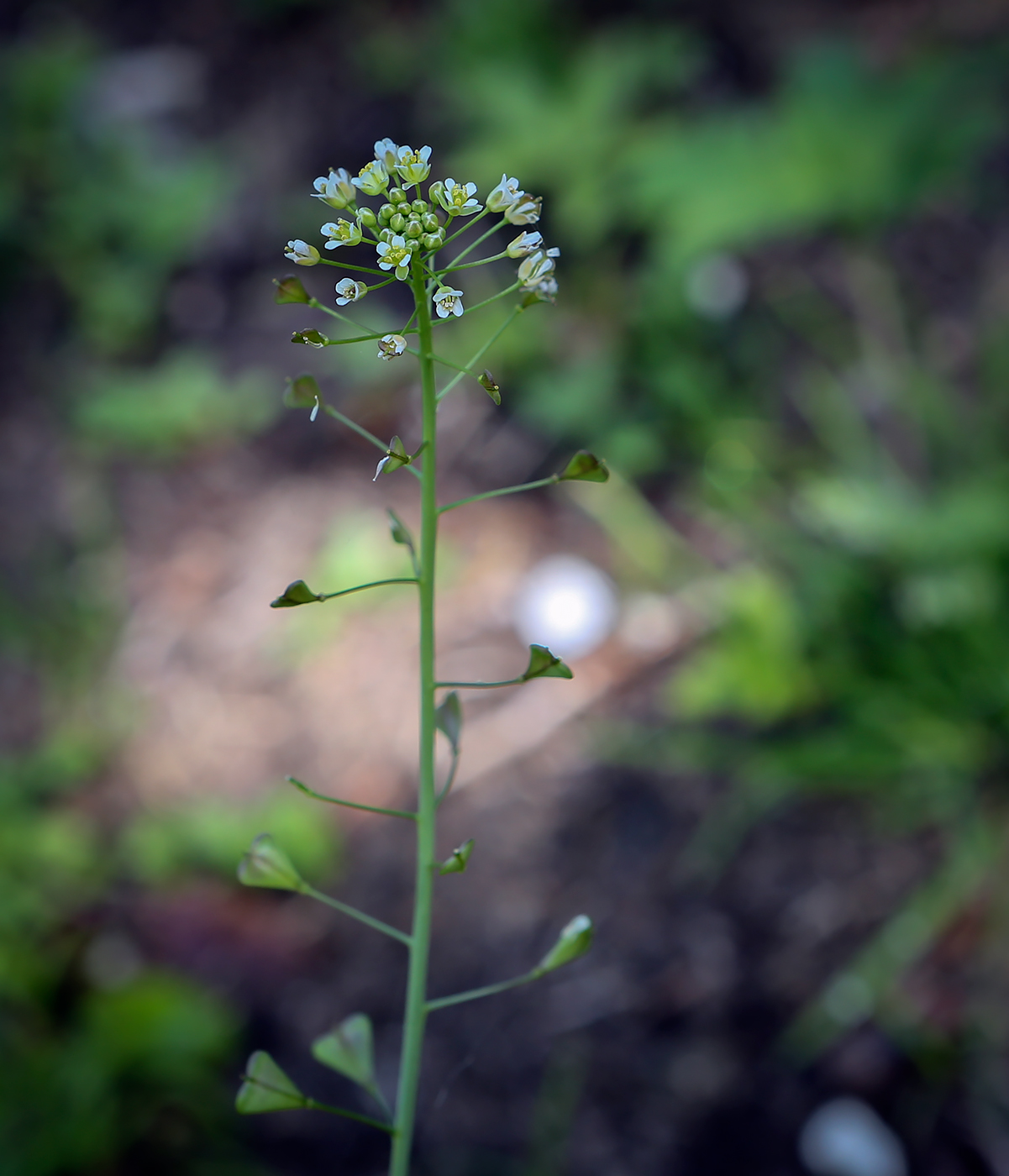 Image of Capsella bursa-pastoris specimen.