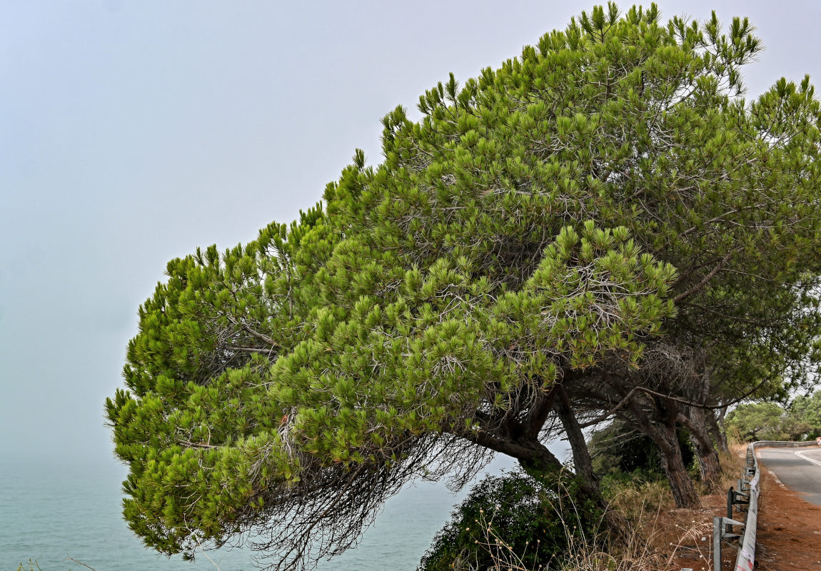 Изображение особи Pinus pinea.