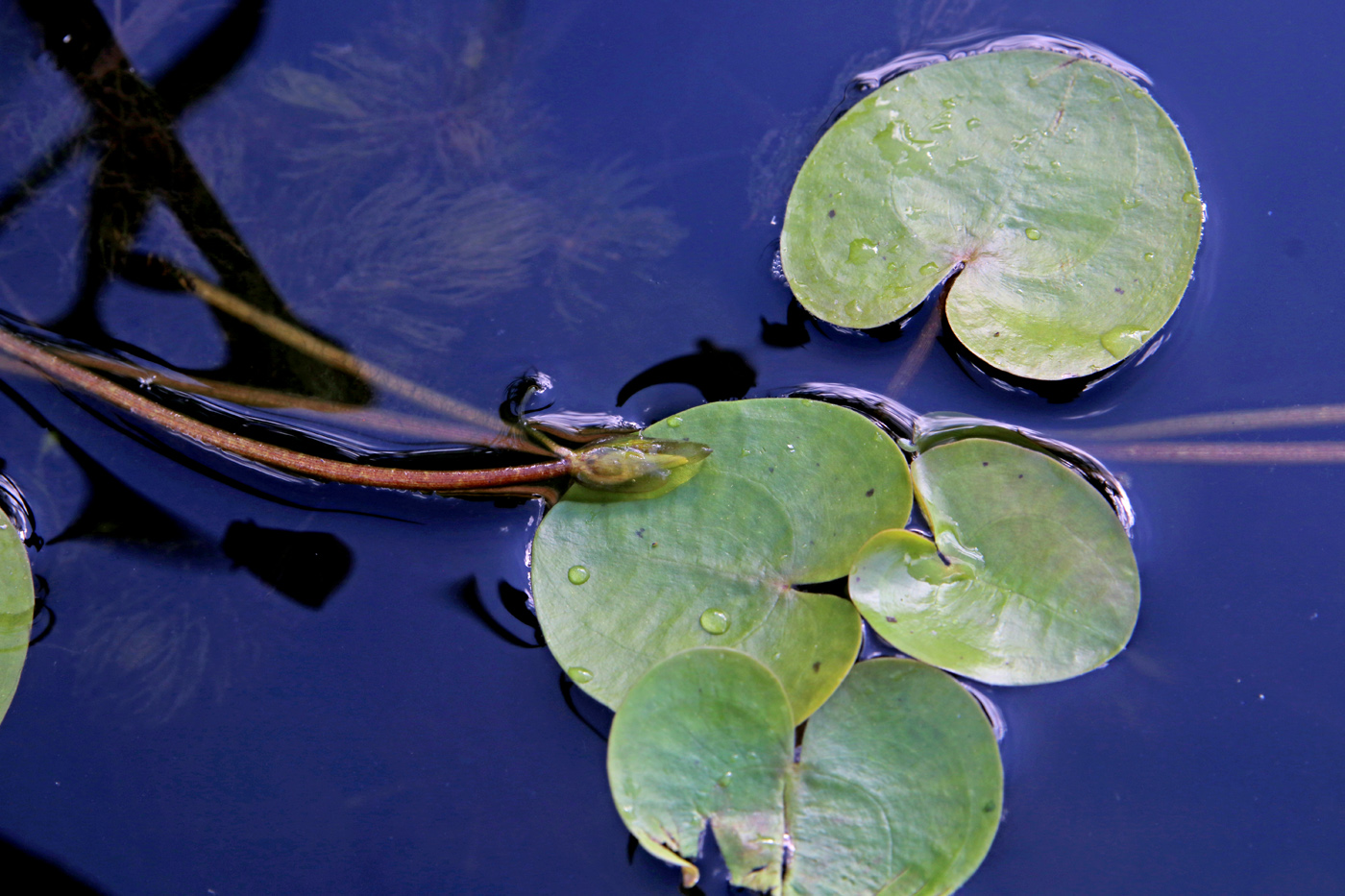 Image of Hydrocharis morsus-ranae specimen.