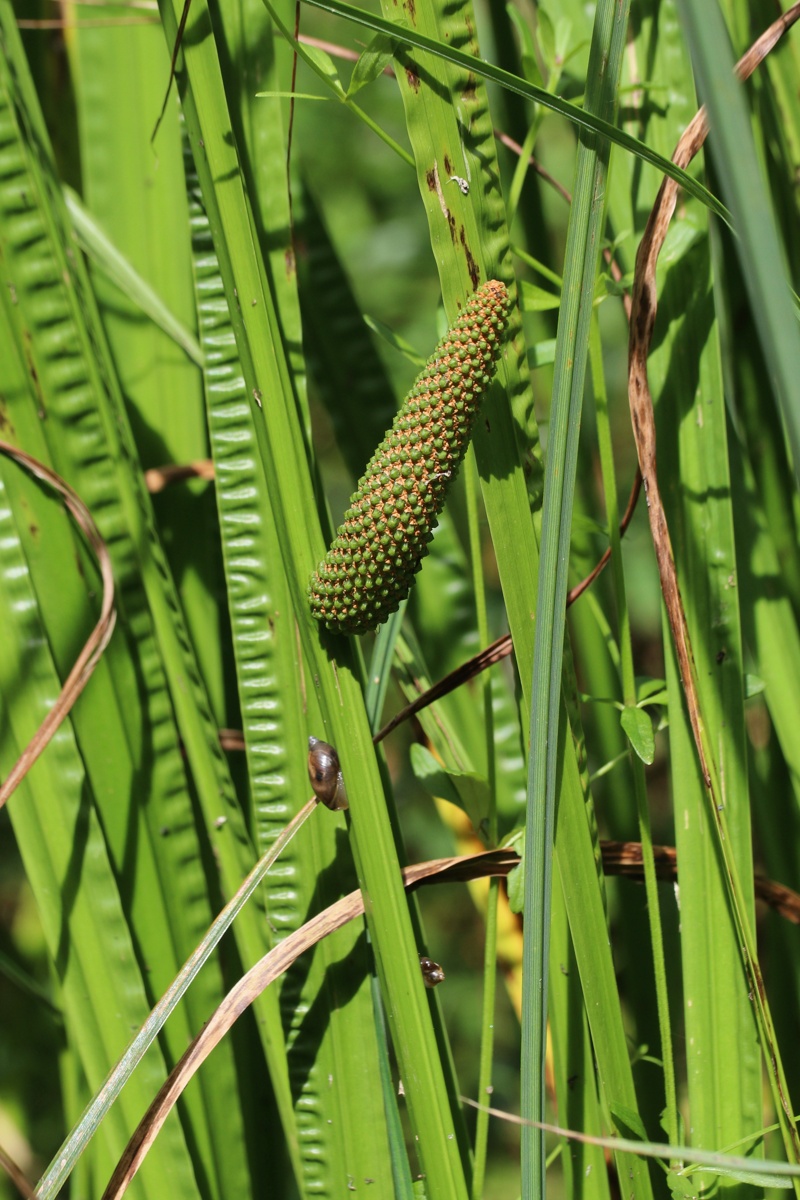 Изображение особи Acorus calamus.