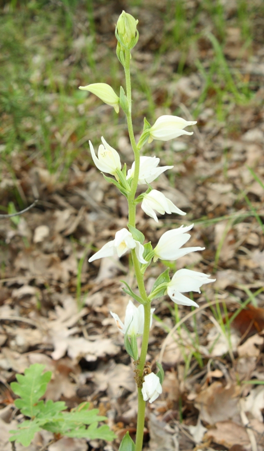 Изображение особи Cephalanthera epipactoides.