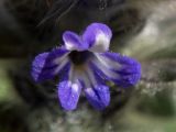 Ajuga orientalis