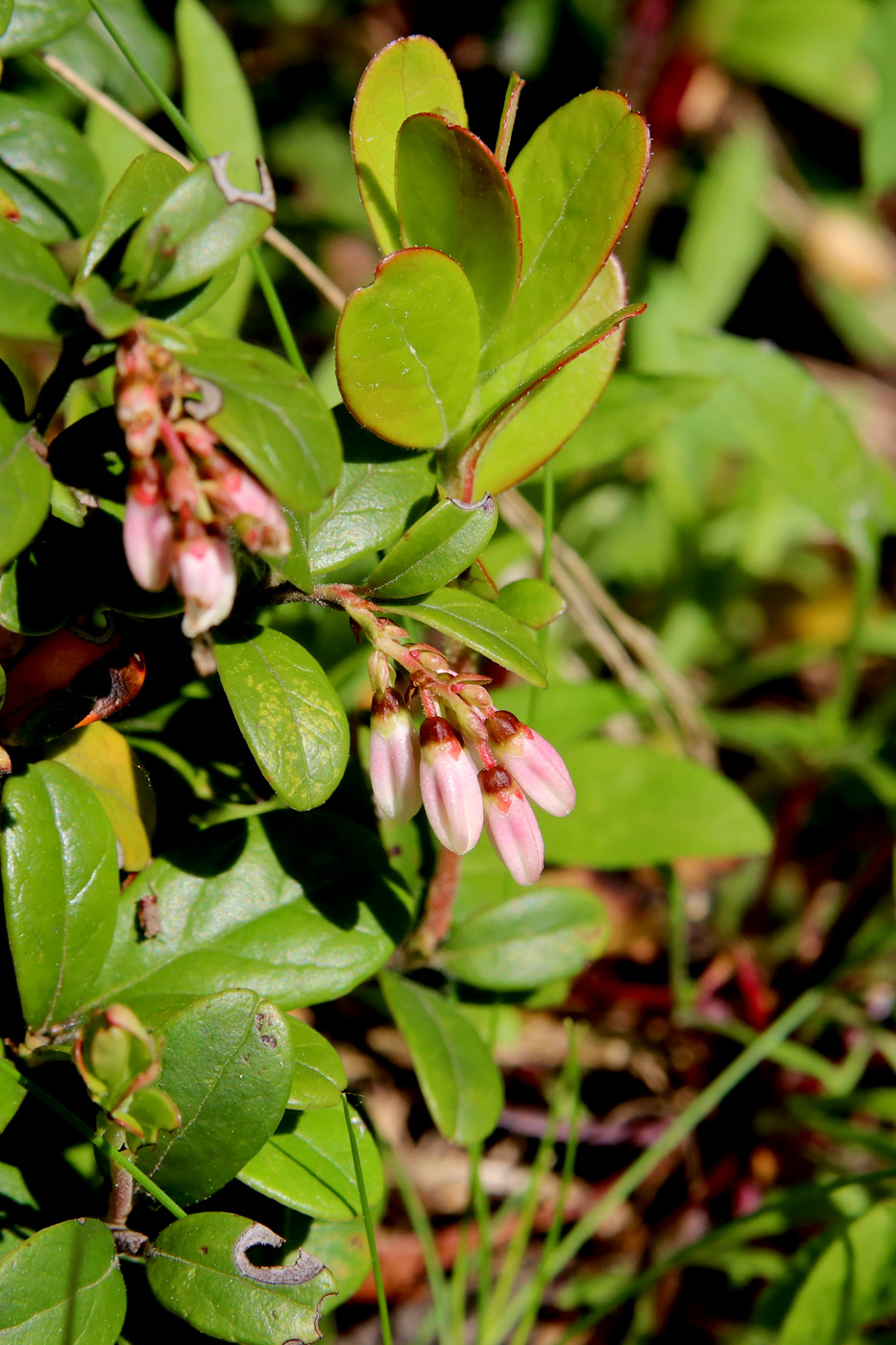 Изображение особи Vaccinium vitis-idaea.