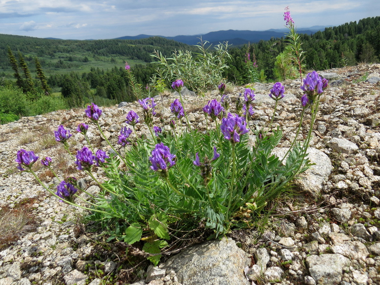 Изображение особи Oxytropis alpina.