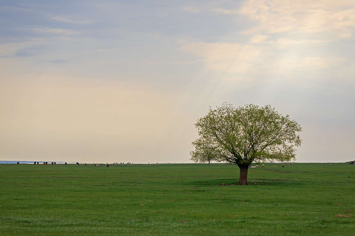 Изображение особи род Salix.