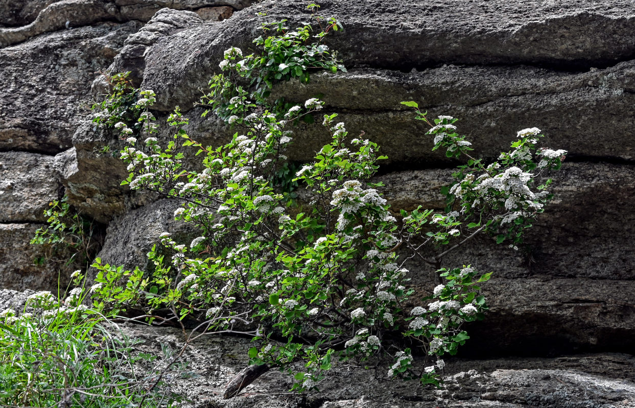 Изображение особи Spiraea blumei.