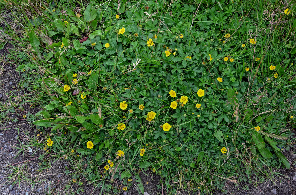 Изображение особи Potentilla reptans.