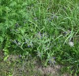 genus Anchusa. Цветущее растение. Калининградская обл., пос. Янтарный, газон. 27.07.2025.