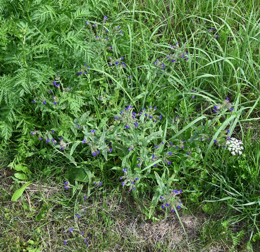 Image of genus Anchusa specimen.