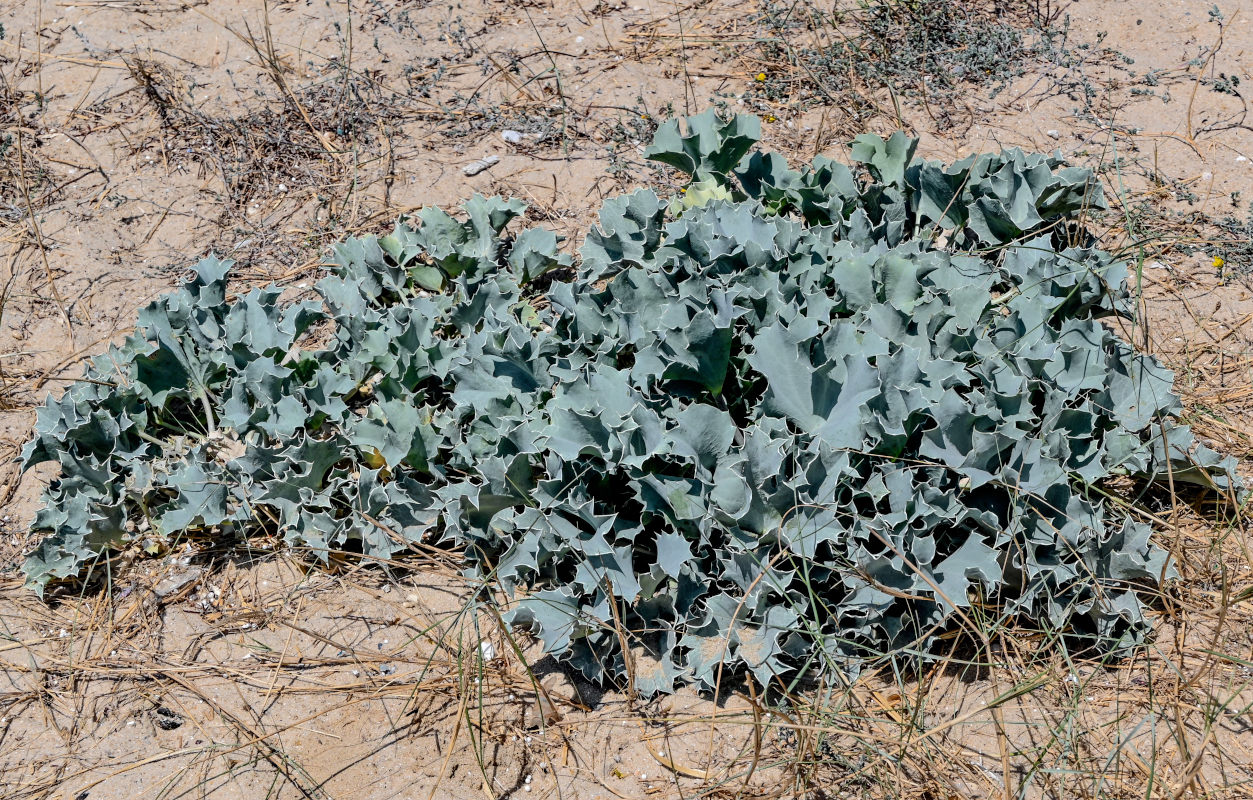Image of Eryngium maritimum specimen.
