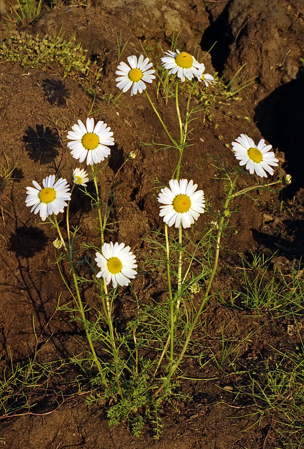 Изображение особи Tripleurospermum hookeri.