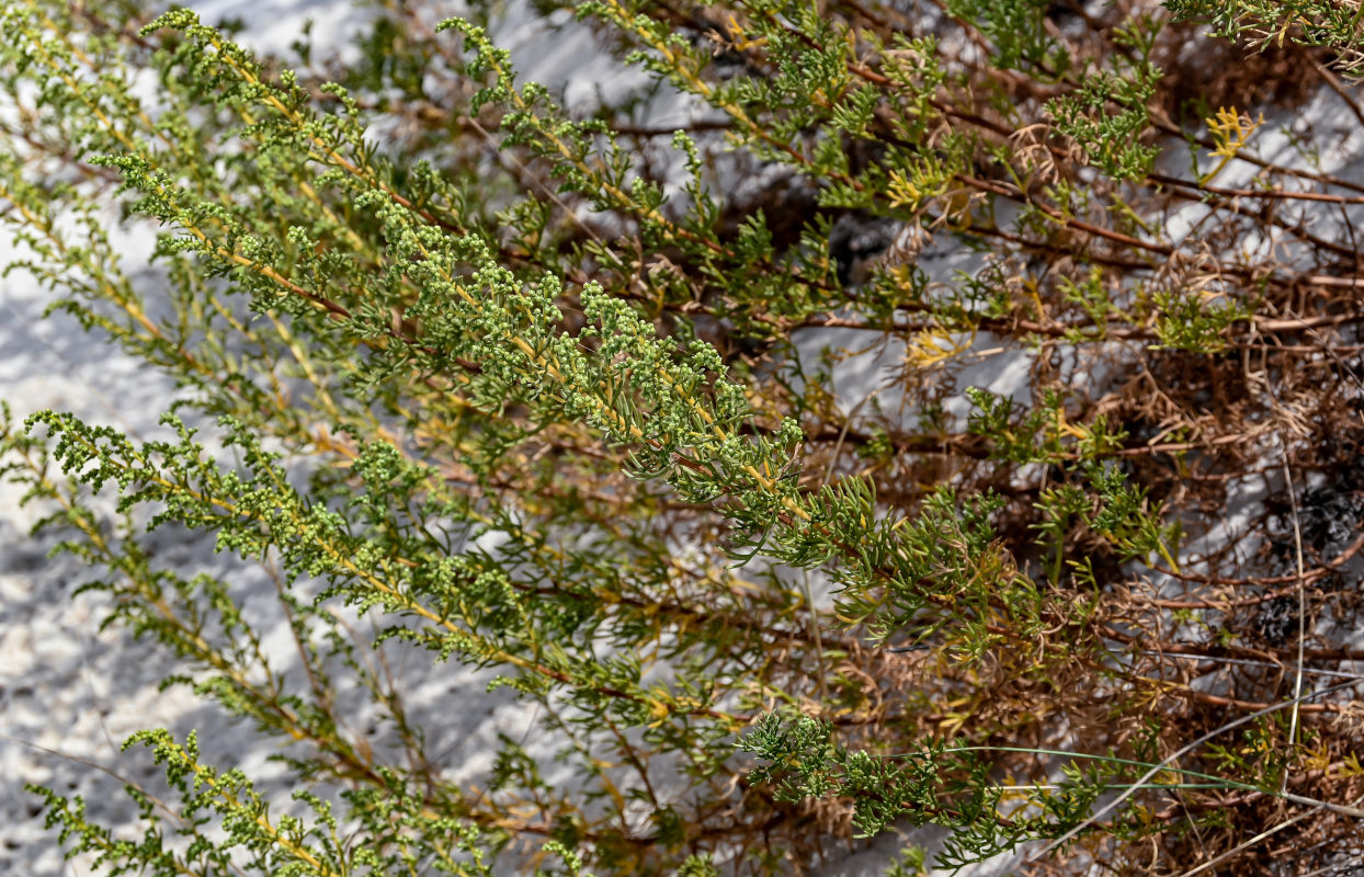 Изображение особи Artemisia campestris ssp. glutinosa.