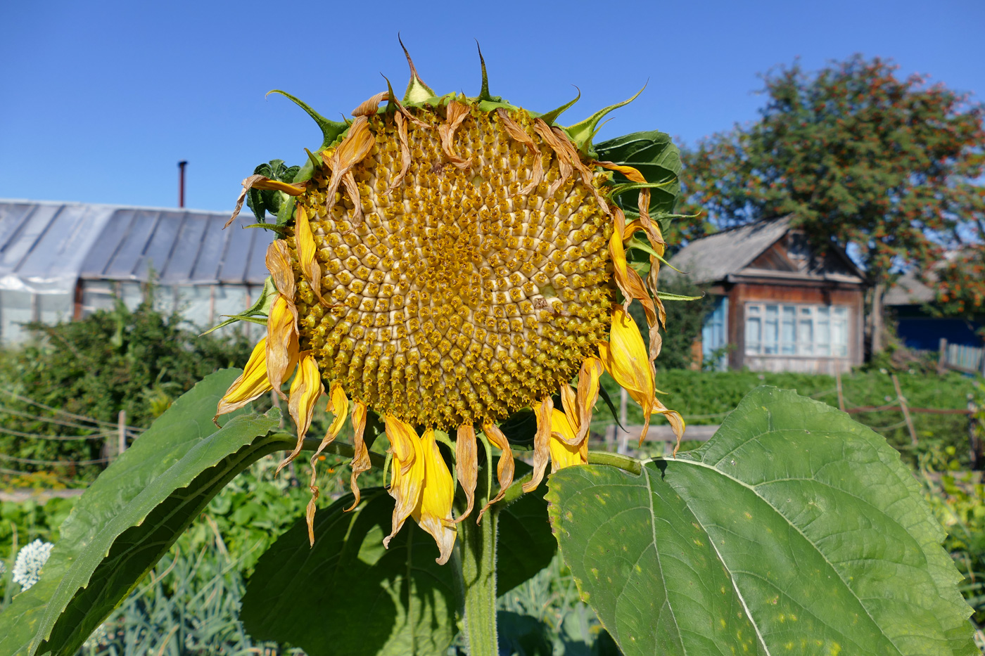 Image of Helianthus annuus specimen.
