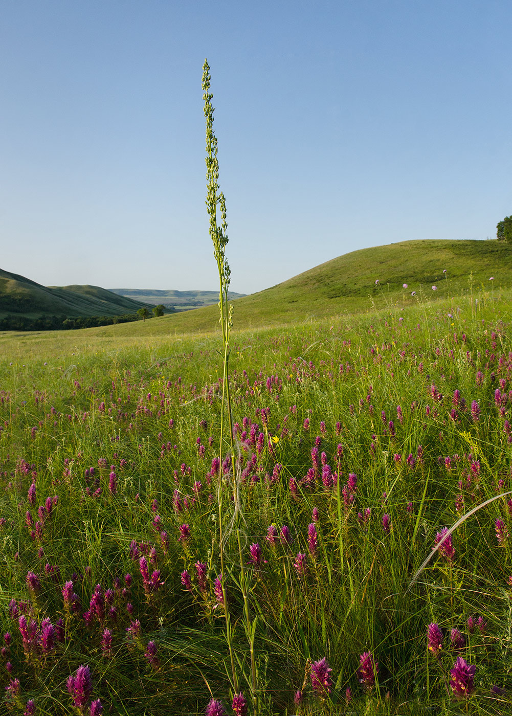 Изображение особи Silene chersonensis.
