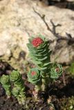 Rhodiola rosea. Бутонизирующее растение. Белгородская обл., пос. Ракитное, ул. Сосновая, 2, в культуре. 13 апреля 2026 г.