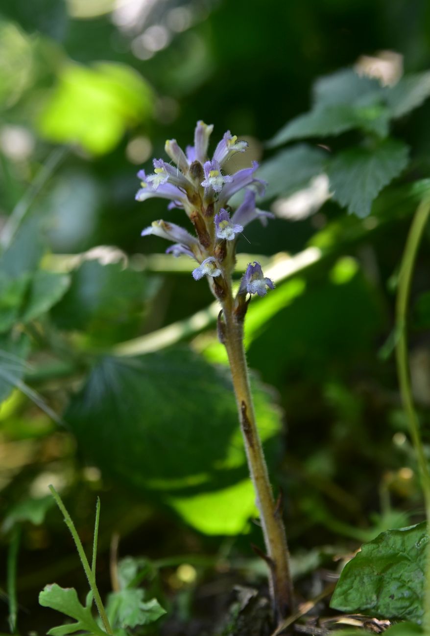 Image of genus Orobanche specimen.