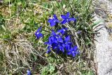 Gentiana angulosa. Цветущие растения. Грузия, край Самцхе-Джавахети, Ниноцминдский муниципалитет, юго-восточный склон горы Патара-Абули, выс. 2650 м н.у.м., травянистый \"пятачок\" ок. внешней стены крепости Кероглы. 7 июня 2026 г.