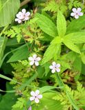 Geranium robertianum