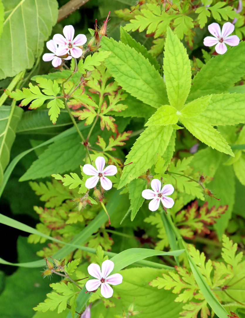 Image of Geranium robertianum specimen.