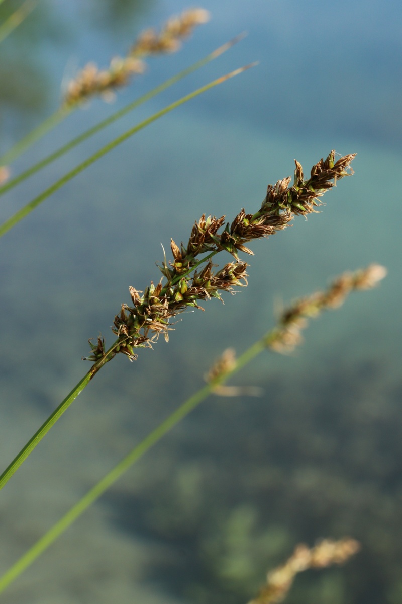 Image of Carex diandra specimen.