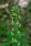 Platanthera chlorantha