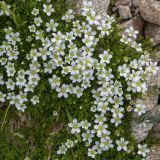 Minuartia inamoena. Цветущее растение. Карачаево-Черкесия, Карачаевский р-н, окр. оз. Шобайдак-Кёль (Мухинское), ≈ 3000 м н.у.м., альпийский луг. 29.07.2026.