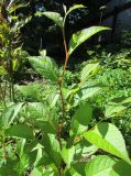 Stewartia rostrata. Побег с листьями. Московская обл., Щёлковский р-н, в культуре. 23.08.2026.