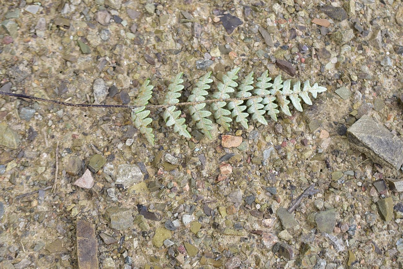 Изображение особи Paragymnopteris marantae.