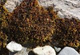 Ochyraea duriuscula. Вегетирующий мох вместе с другими видами мхов на камне в русле реки. Полярный Урал, дол. р. Большой Ханмей. 15.08.2026.
