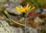 Hieracium taigense. Элементарные соцветия-корзинки. Полярный Урал, дол. р. Большой Ханмей, средняя часть склона, каменистая тундра. 14.08.2026.