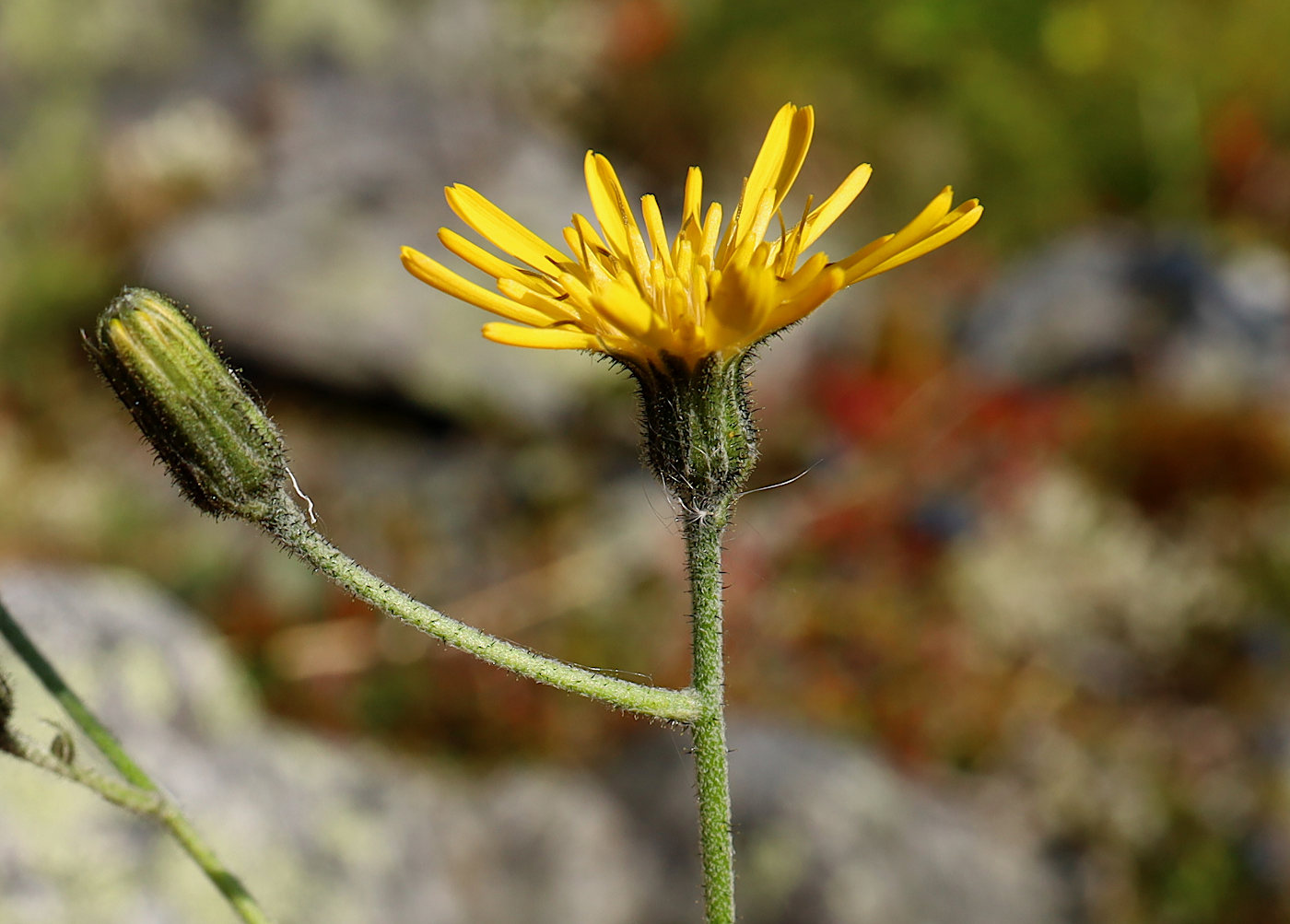 Image of Hieracium taigense specimen.