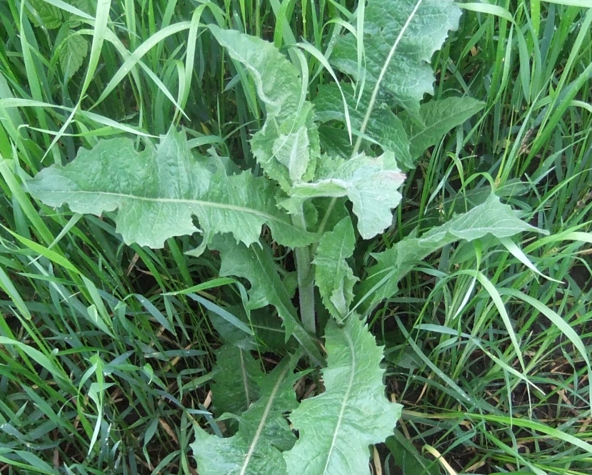 Image of Cichorium intybus specimen.