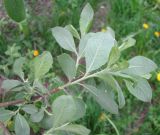 Salix cinerea. Ветвь с молодыми побегами; видна нижняя сторона листьев. Ярославская обл., Некоузский р-н, окр. пос. Борок, дачный участок. 25.05.2011.