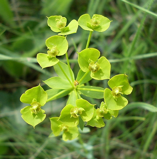 Image of Euphorbia seguieriana specimen.
