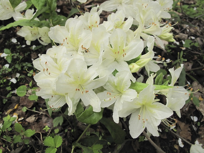 Изображение особи Rhododendron kaempferi f. album.