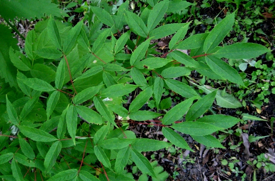 Image of Acer mandshuricum specimen.
