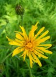 Crepis sibirica. Соцветие. Новосибирская обл., Искитимский р-н, пгт Линёво. 27 июня 2011 г.