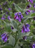 Symphytum asperum. Верхушка цветущего растения с пауком-волком из сем. Lycosidae (определение А.В. Танасевича). Москва, Кузьминский парк. 03.06.2011.