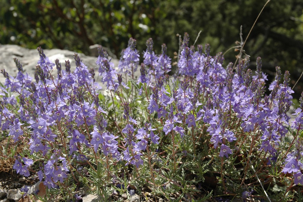 Image of Veronica capsellicarpa specimen.