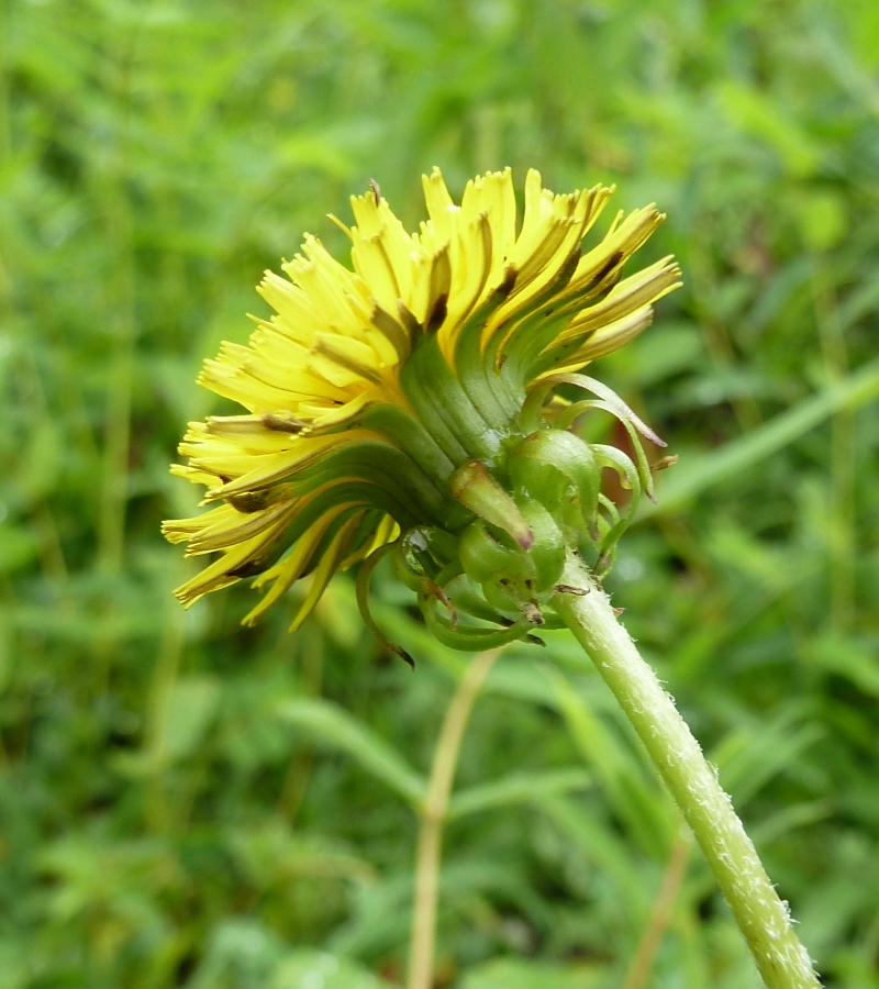 Изображение особи род Taraxacum.