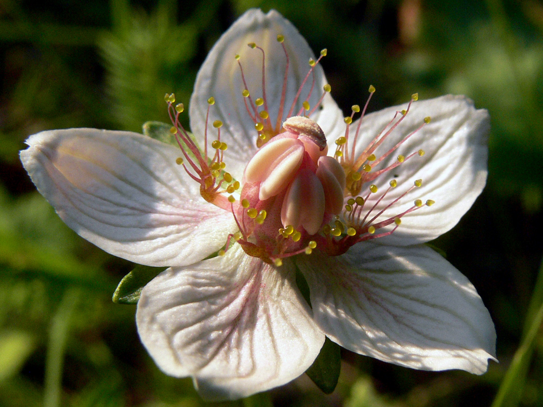 Image of Parnassia palustris specimen.