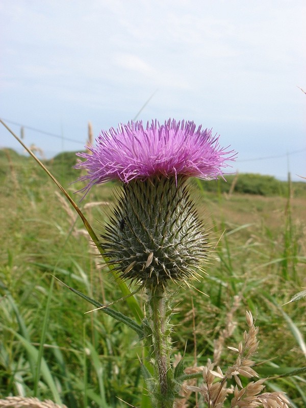 Изображение особи Cirsium vulgare.