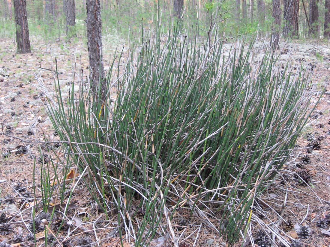 Image of Equisetum hyemale specimen.