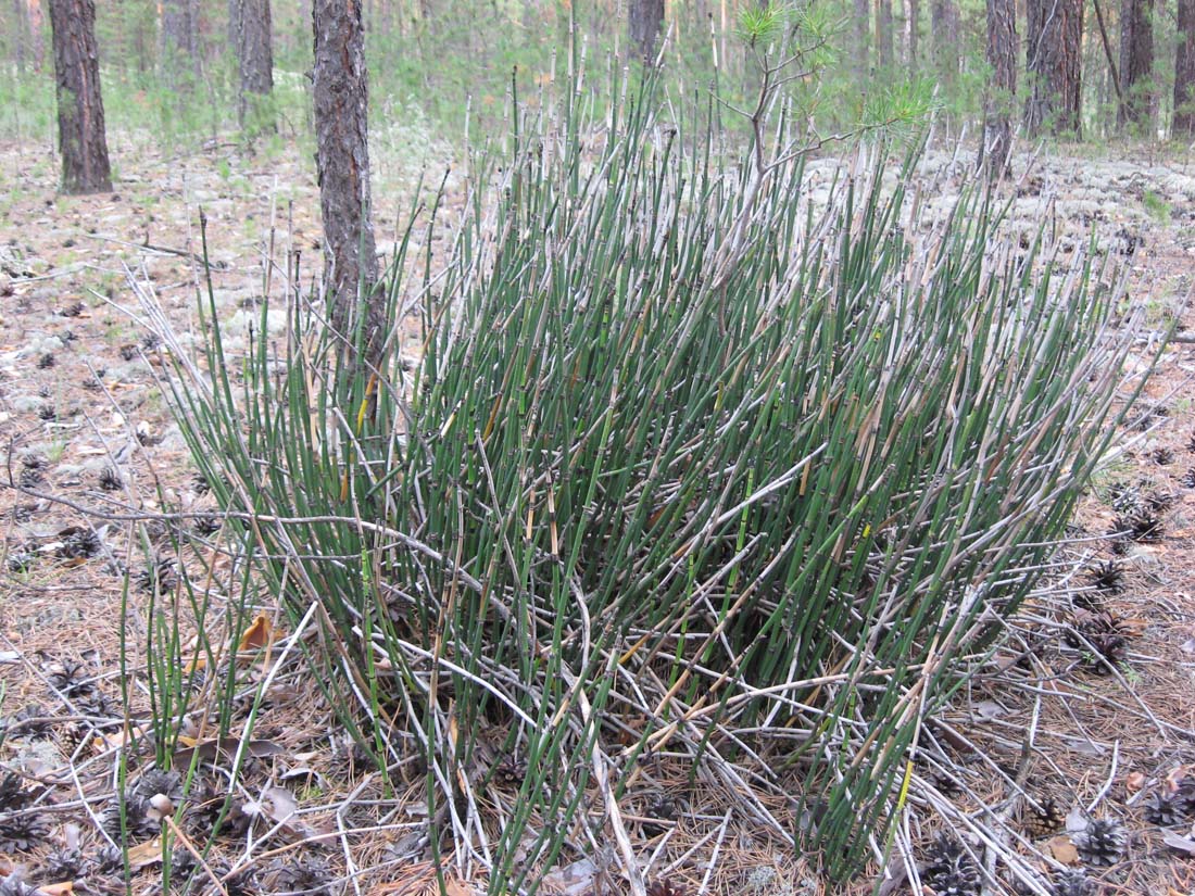 Изображение особи Equisetum hyemale.