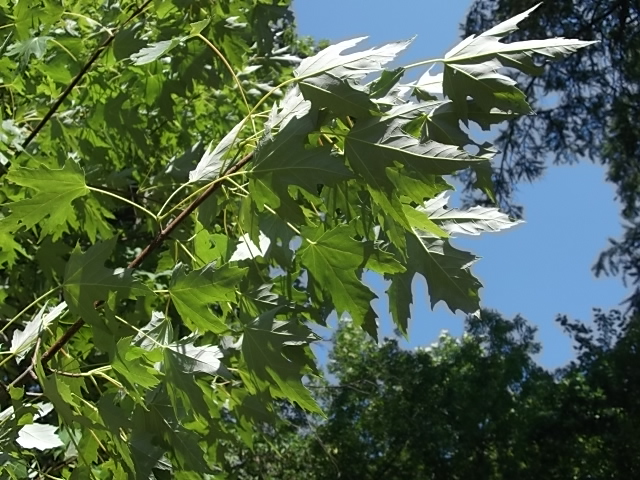 Image of Acer saccharinum specimen.