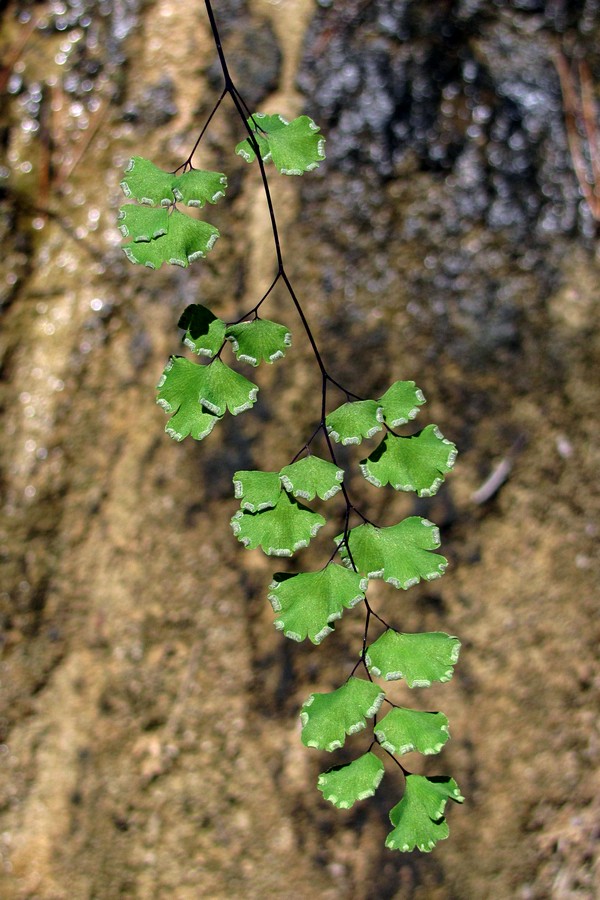 Изображение особи Adiantum capillus-veneris.