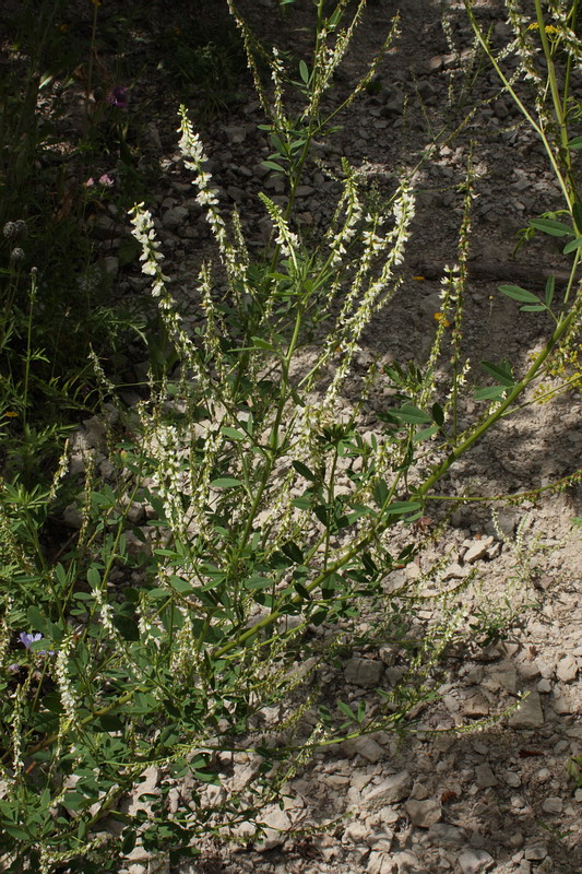 Изображение особи Melilotus albus.