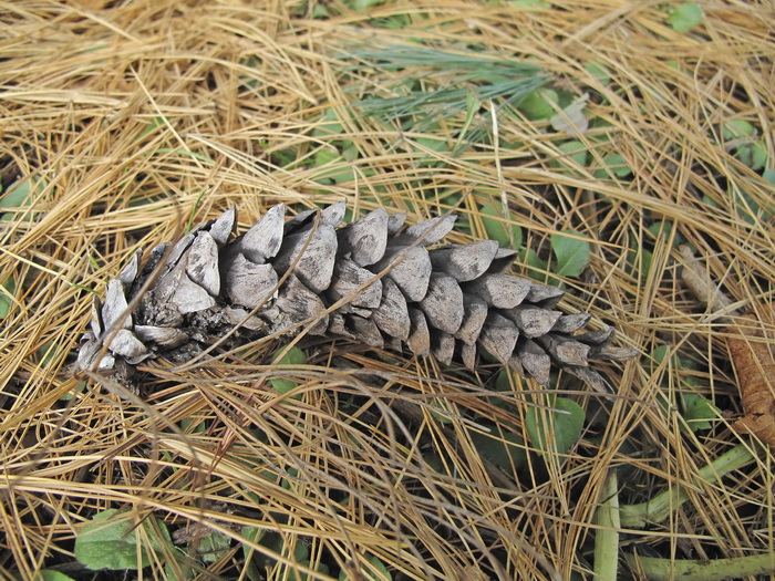 Image of Pinus strobus specimen.