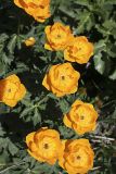 Trollius altaicus