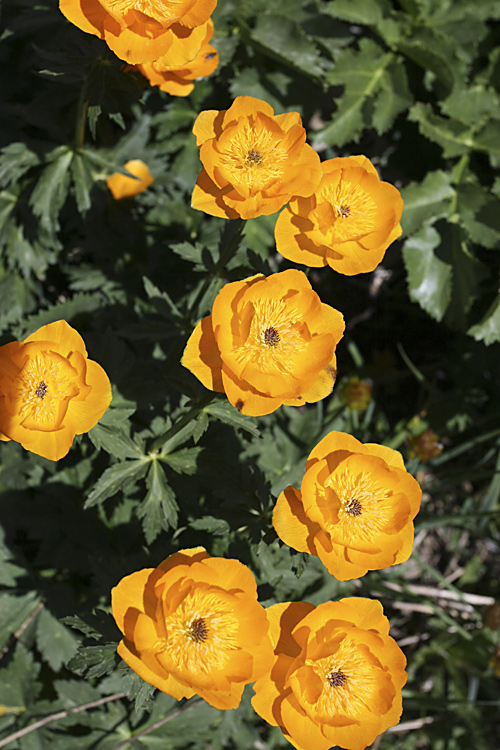 Изображение особи Trollius altaicus.